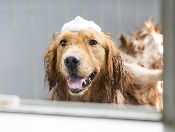 $city Pet Bathing