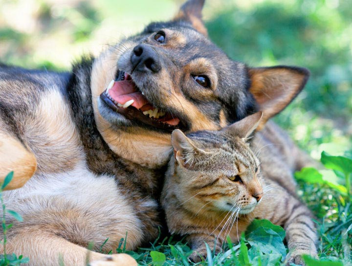 Cat & Dog Care